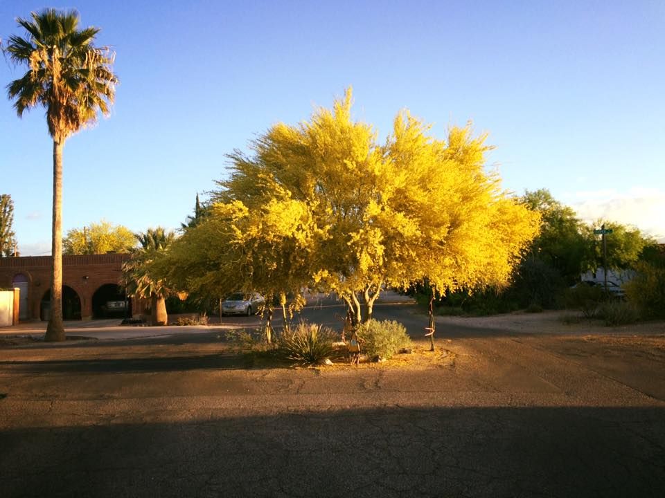 Palo verde trees
